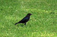 Bronzed Cowbird