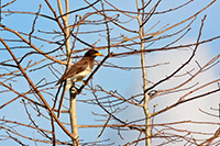 Brown Jay