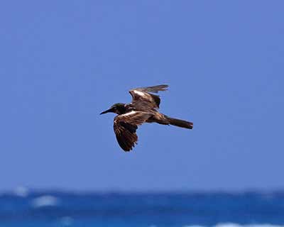 Brown Noddy
