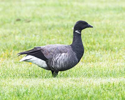 Brant