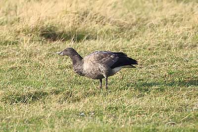 Brant