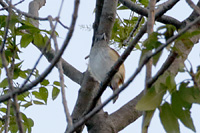 Bright-rumped Attila
