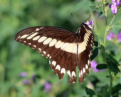 Broad-banded Swallowtail