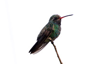 Broad-billed Hummingbird