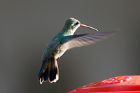 Broad-billed Hummingbird
