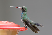 Broad-billed Hummingbird