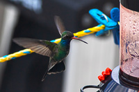 Broad-billed Hummingbird