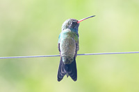 Broad-billed Hummingbird