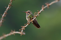 Broad-billed Hummingbird