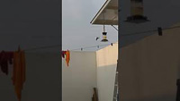 Broad-billed Hummingbird