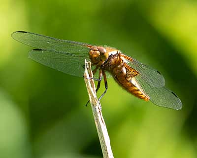 Broad-bodied Chaser
