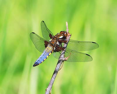 Broad-bodied Chaser
