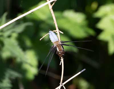 Broad-bodied Chaser