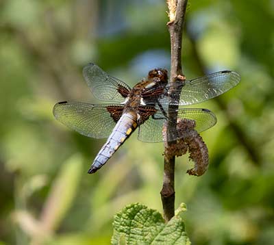 Broad-bodied Chaser