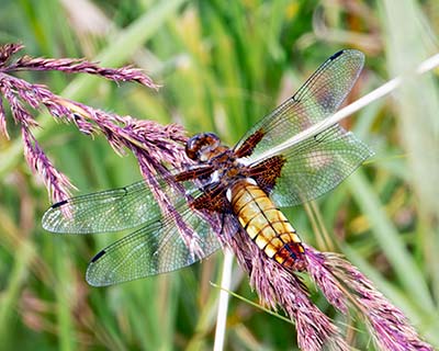 Broad-bodied Chaser