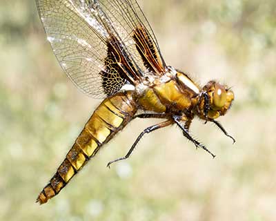 Broad-bodied Chaser (Libellula depressa) [Kalvebod Fælled, Denmark]