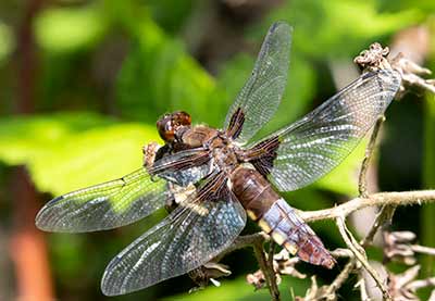 Broad-bodied Chaser