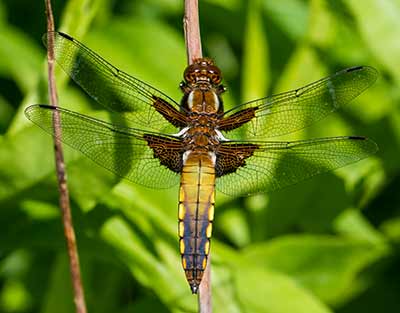 Broad-bodied Chaser
