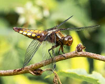 Broad-bodied Chaser