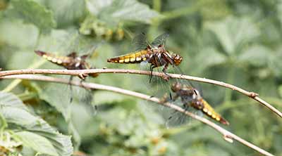 Broad-bodied Chaser