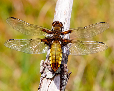 Broad-bodied Chaser