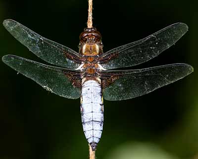 Broad-bodied Chaser