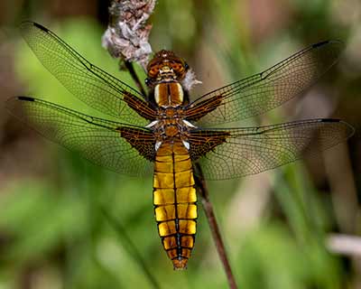 Broad-bodied Chaser