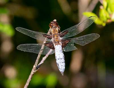Broad-bodied Chaser