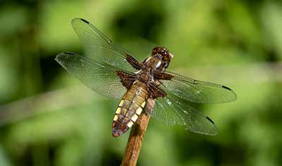 Broad-bodied Chaser