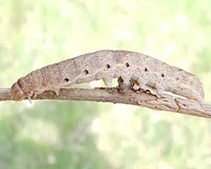Broad-bordered Yellow Underwing