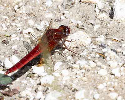 Broad Scarlet