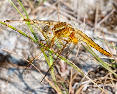 Flammelibel (Crocothemis erythraea) [Kongelundsområdet, Denmark]