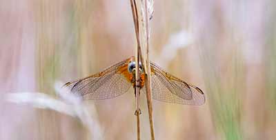 Flammelibel (Crocothemis erythraea) [Kongelundsområdet, Denmark]