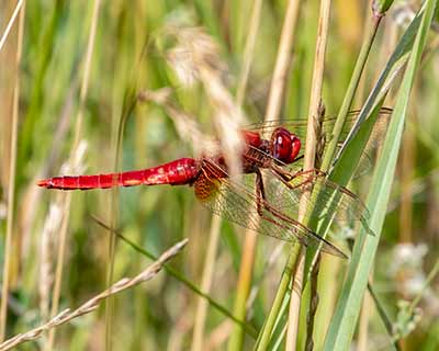 Broad Scarlet