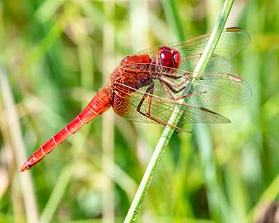 Broad Scarlet