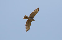 Gray Hawk