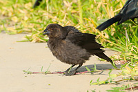 Bronzed Cowbird