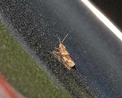 Brown-barred Tortrix