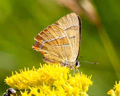 Brown Hairstreak