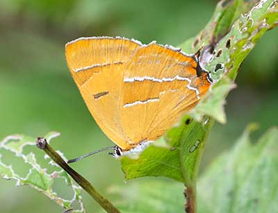 Brown Hairstreak