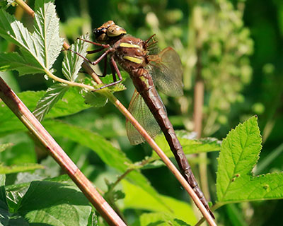 Brown Hawker