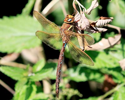 Brown Hawker