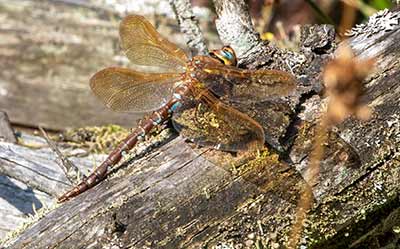 Brown Hawker