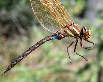 Brown Hawker
