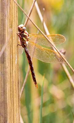 Brown Hawker