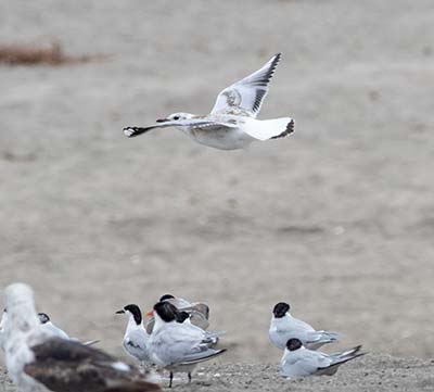 Brown-hooded Gull