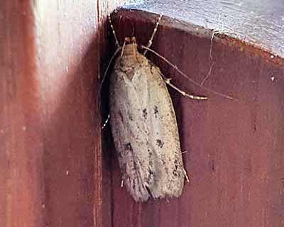 Brown House Moth