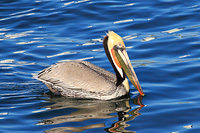 Brown Pelican