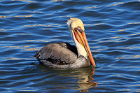 Brown Pelican