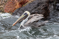 Brown Pelican